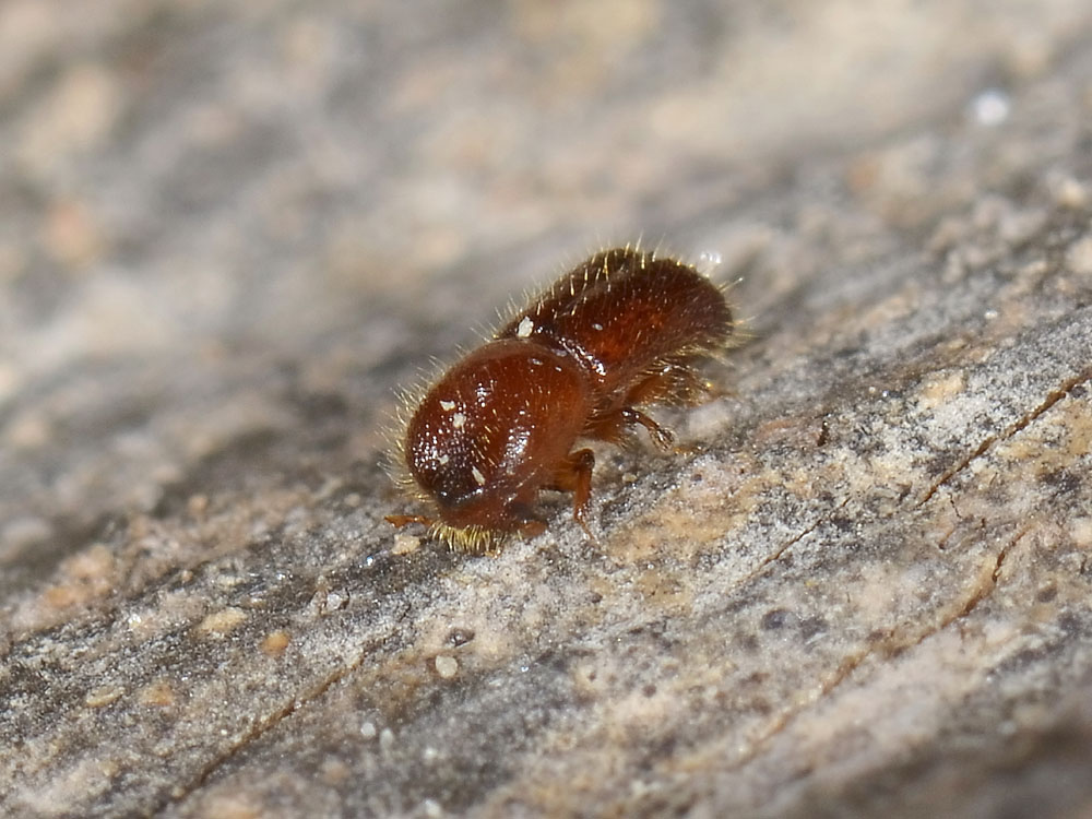 Xyleborus monographus (cf.) - Scolytidae